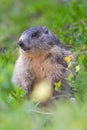 One groundhog marmot marmota monax sitting in grassland with flowers