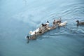 One group duck swimming  in the pond Royalty Free Stock Photo
