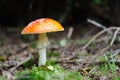 One growing Death Cap Royalty Free Stock Photo