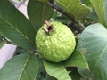 One guava fruit