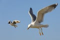 One gull is closer and the other gull is further Royalty Free Stock Photo