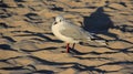 Nature One Seagull On Golden Sandy Beach Freedom Of Life Royalty Free Stock Photo