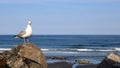 One gull sitting on rocks at the beach, sunny skies overhead Royalty Free Stock Photo