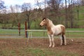 One Haflinger horse posing on a meadow Royalty Free Stock Photo