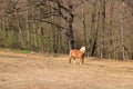 One Haflinger horse posing on a meadow Royalty Free Stock Photo