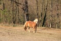 One Haflinger horse posing on a meadow Royalty Free Stock Photo