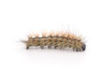 One hairy brown caterpillar