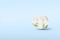 One Half a head of cut cauliflower closeup levitate in the air on a blue background with a shadow. Royalty Free Stock Photo