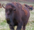 One and a half horned Bison Buffalo in Custer State Park in the Black Hills of South Dakota USA Royalty Free Stock Photo