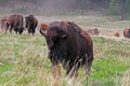 One and a half horned Bison Buffalo in Custer State Park in the Black Hills of South Dakota USA