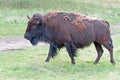 One and a half horned Bison Buffalo in Custer State Park in the Black Hills of South Dakota USA Royalty Free Stock Photo