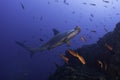 Hammerhead shark in the blue Royalty Free Stock Photo