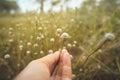 Grass flower in hand.