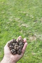 One hand with a handful of cones of Cupressus sempervirens. copy space. Cupressaceae, Plantae, Pinopsida, cypress. vertical Royalty Free Stock Photo