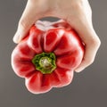 One hand holding a sweet red pepper on grey background