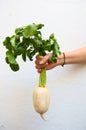 One hand holds a bunch of elongated white turnips Royalty Free Stock Photo