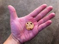 Hand holding a small chocolate cookie