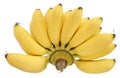 One hand of yellow Lady`s Finger Bananas isolated on white background. Royalty Free Stock Photo