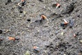 One-handed Crabs in the Sand