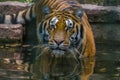 one handsome young tiger goes into the water for bathing