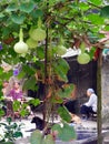 Happy family and cucurbits