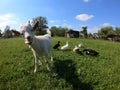 One happy goat on meadow