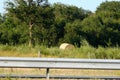 One hay roll in a mowed field. Behind the highway guardrail. Trees, meadow and sky in the background