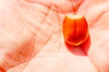 One hazelnut hazelnut in the palm of your hand Royalty Free Stock Photo