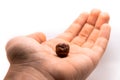 One hazelnut in the palm of a man on a white isolated background macro photo Royalty Free Stock Photo