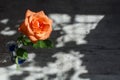 One head of the beautiful orange rose with green leaves in the glass in the sunlight with lights and shadows Royalty Free Stock Photo