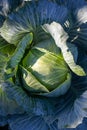 One head of cabbage growing in the garden, the concept of organic vegetable harvest, top view, close-up. Leafy green Royalty Free Stock Photo