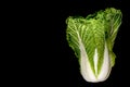 One head fresh organic chinese cabbage on dark background with clipping path. Royalty Free Stock Photo