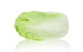 One head fresh organic chinese cabbage on white isolated background with clipping path. Chinese cabbage have high carbohydrate and Royalty Free Stock Photo