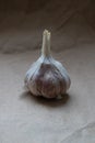 One head of garlic on a beige paper background