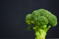 One head of healthy salad. fresh green broccoli. horizontal view of green vegetable flower. healthy diet. copy space. green Royalty Free Stock Photo