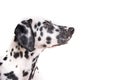 One Headshot of young dotted Dalmatian puppy