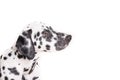 One Headshot of young dotted Dalmatian puppy