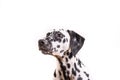 One Headshot of young dotted Dalmatian puppy