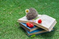 one hedgehog is sitting on books with strawberries