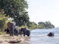 Herd of African elephant herd, Loxodonta africana, bathing in the Chobe River, Botswana Royalty Free Stock Photo