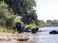 Herd of African elephant herd, Loxodonta africana, bathing in the Chobe River, Botswana Royalty Free Stock Photo