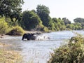 Herd of African elephant herd, Loxodonta africana, bathing in the Chobe River, Botswana Royalty Free Stock Photo