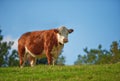 One hereford cow standing alone on farm pasture. One hairy animal isolated against green grass on remote farmland and Royalty Free Stock Photo