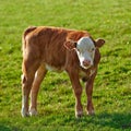 One hereford cow standing alone on farm pasture. One hairy animal isolated against green grass on remote farmland and Royalty Free Stock Photo