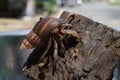 1 one hermit crab found its way home at black Japanese snail shell Royalty Free Stock Photo