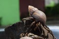 1 one hermit crab found its way home at black Japanese snail shell Royalty Free Stock Photo