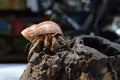 1 one hermit crab found its way home at black Japanese snail shell Royalty Free Stock Photo