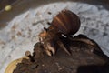 1 one hermit crab found its way home at black Japanese snail shell Royalty Free Stock Photo