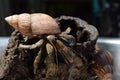 1 one hermit crab found its way home at black Japanese snail shell Royalty Free Stock Photo