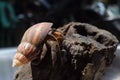 1 one hermit crab found its way home at black Japanese snail shell Royalty Free Stock Photo